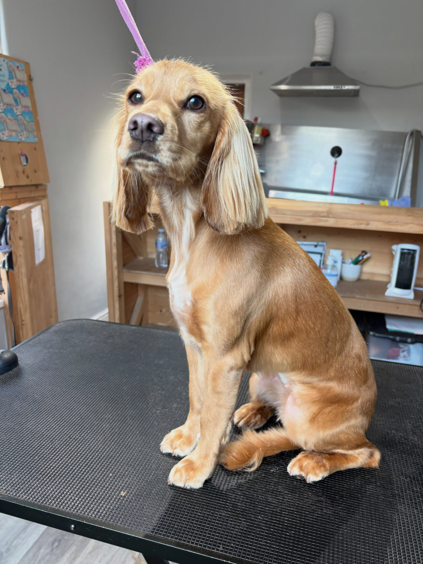 Dog after grooming at Keeley's — Silky & sweet