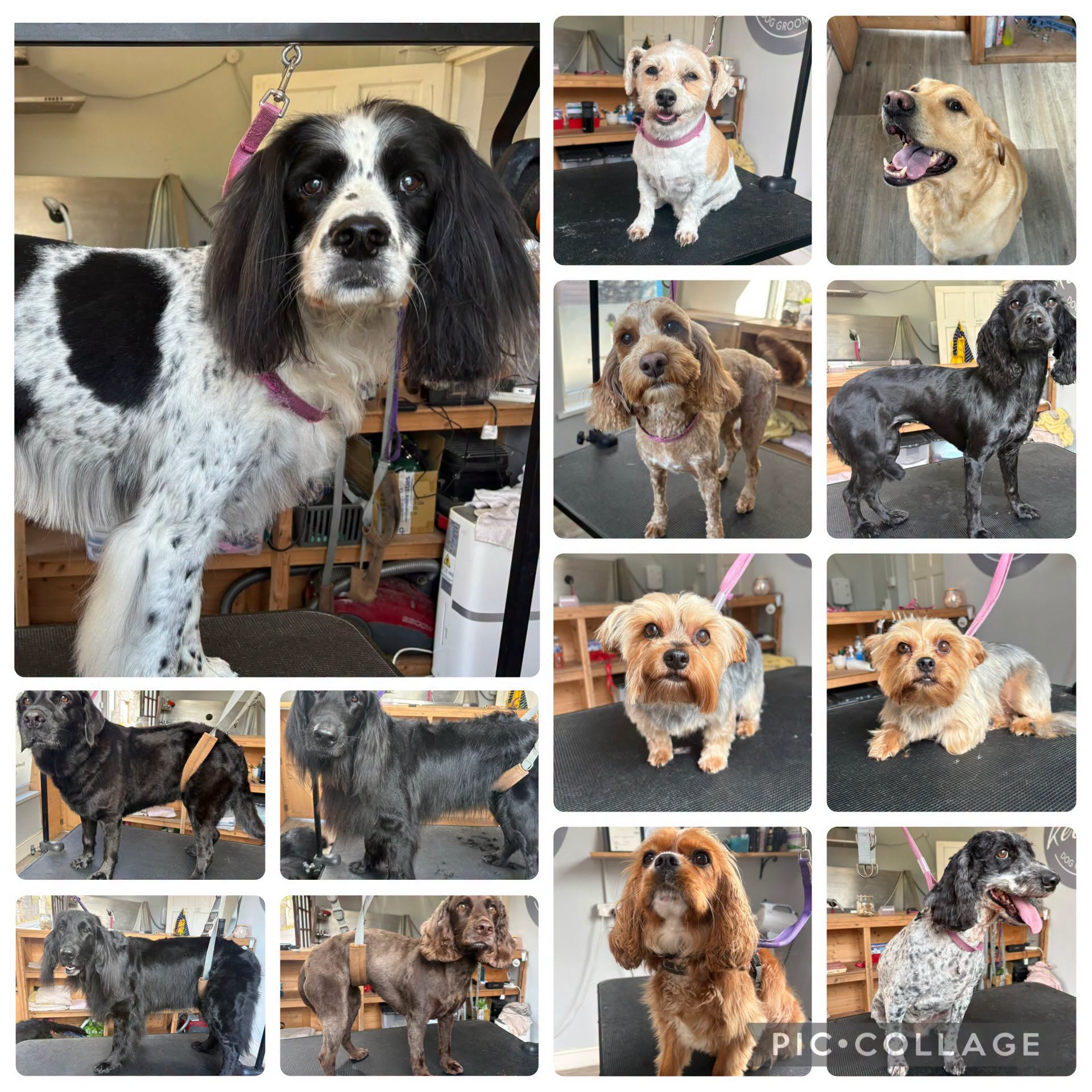 Dog after grooming at Keeley's — Fresh from the salon