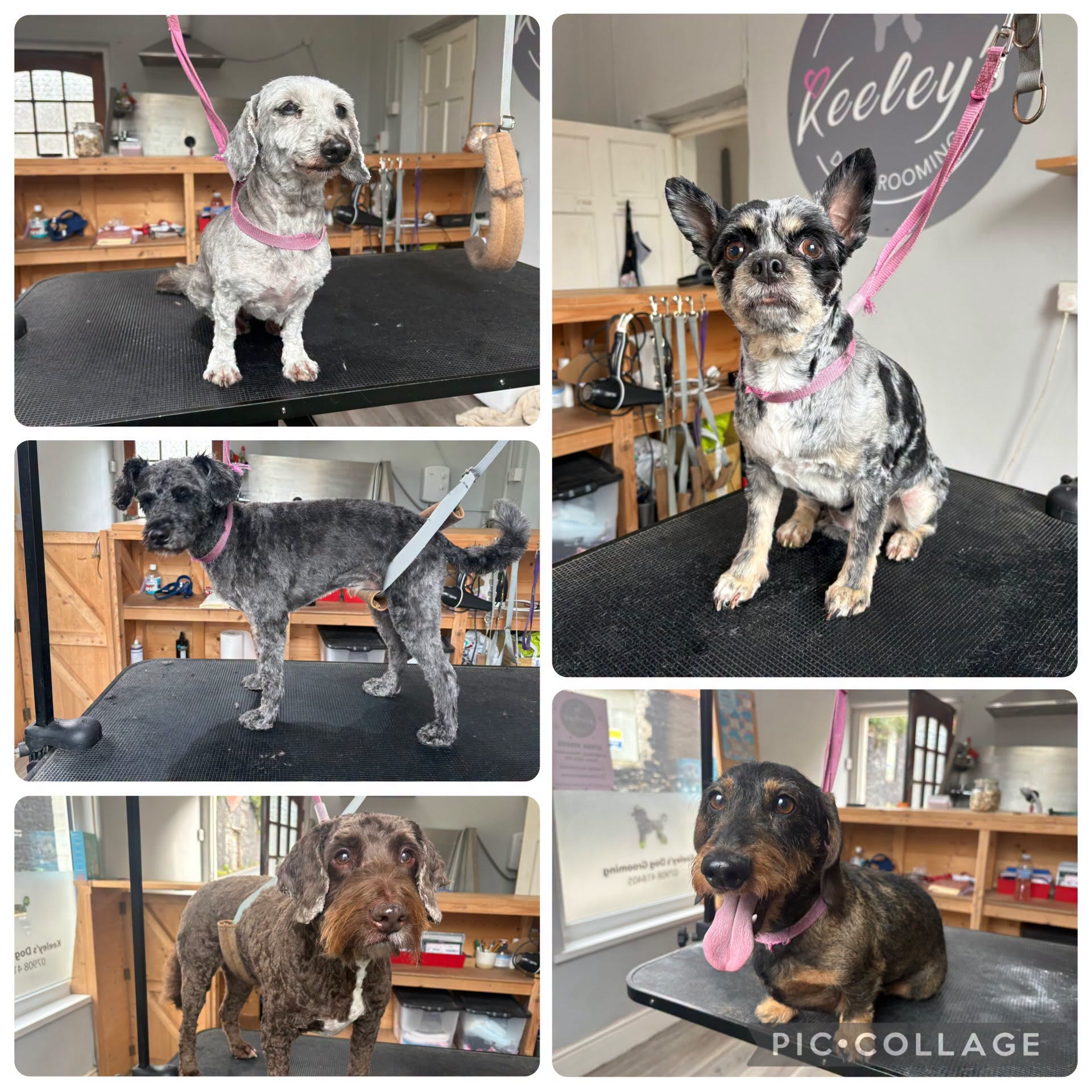Dog after grooming at Keeley's — Little pups, big smiles