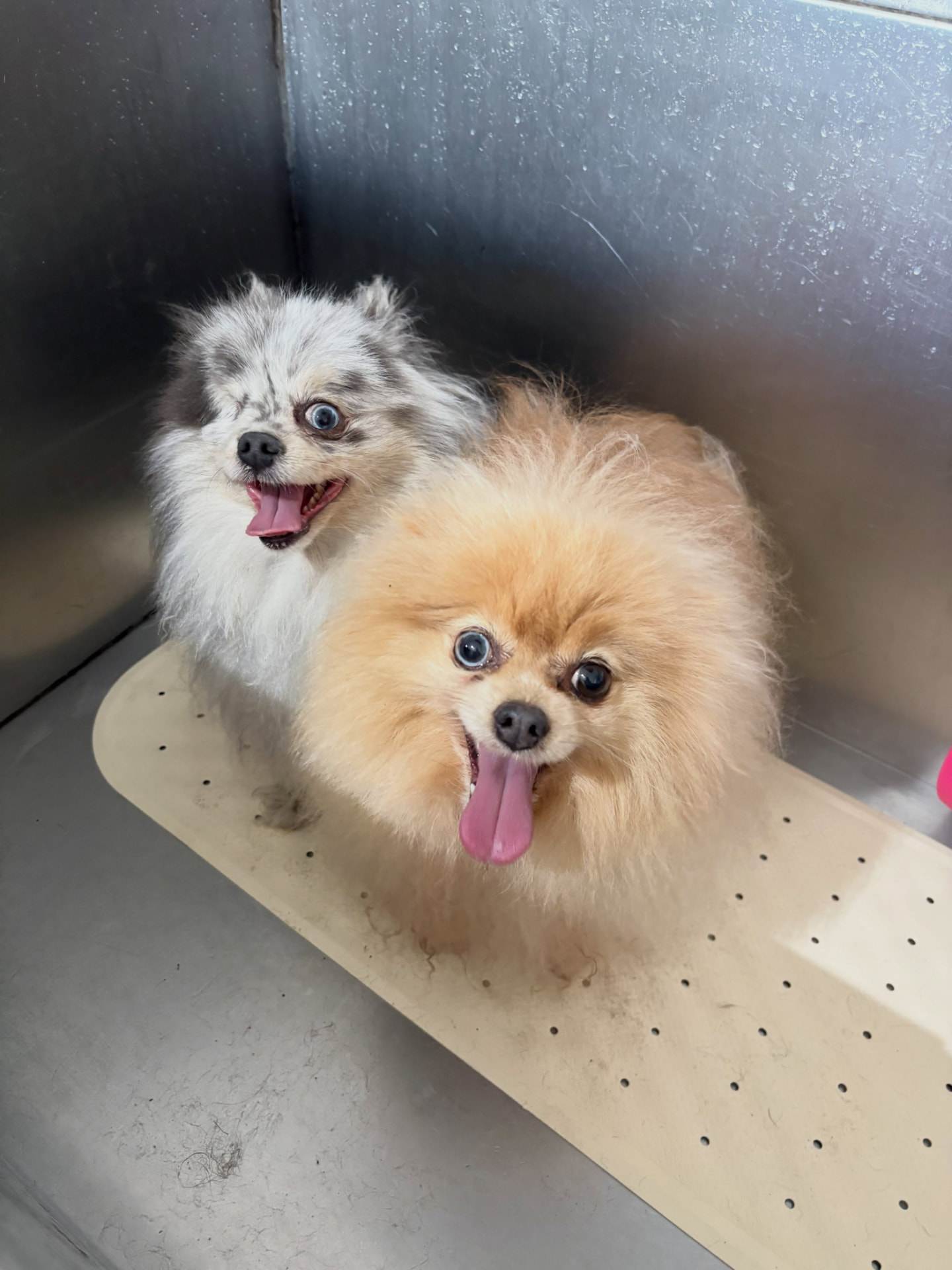 Dog after grooming at Keeley's — Fluff level: maximum